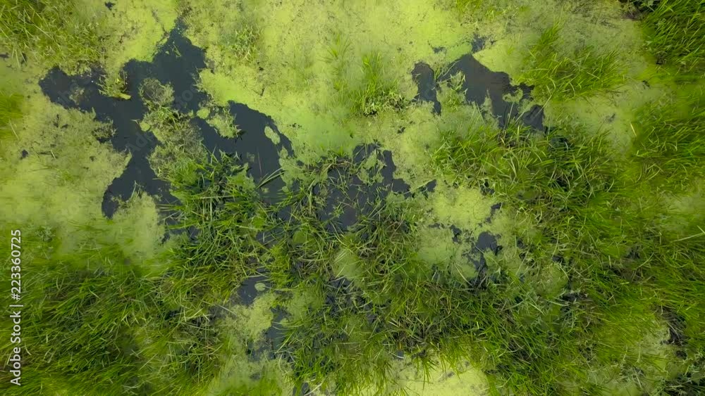 Flight over the river overgrown with grass, Ukraine surrounded by trees - aerial videotaping Flight over the river overgrown with grass, Ukraine surrounded by trees - aerial videotaping