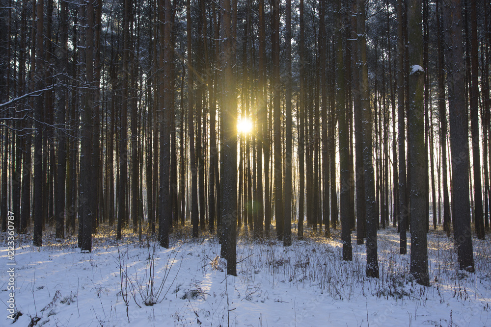 Dawn in the winter snowy forest of coniferous trees Dawn in the winter snowy forest of coniferous trees
