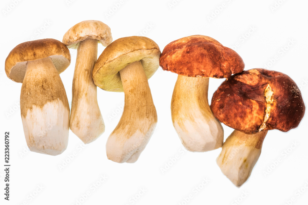 Edible porcini mushrooms on a white background. Edible porcini mushrooms on a white background.