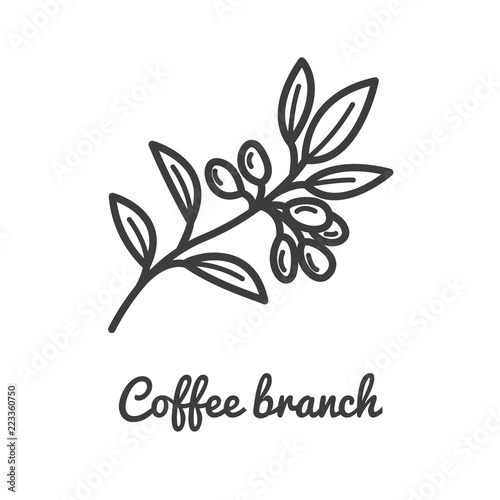 Coffee branch icon. Coffee plant. Branch of coffee icon in line style design. Vector illustration.