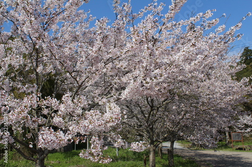 そめいよしの photo