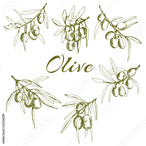 branch green olives, vector illustration hand-drawn logo of olives