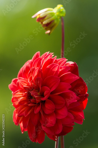 Fototapeta Naklejka Na Ścianę i Meble -  Rote Dahlie Spartacus (Asteracea) an einem Sommermorgen.