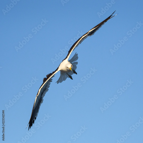 Kelp Gull in Flight