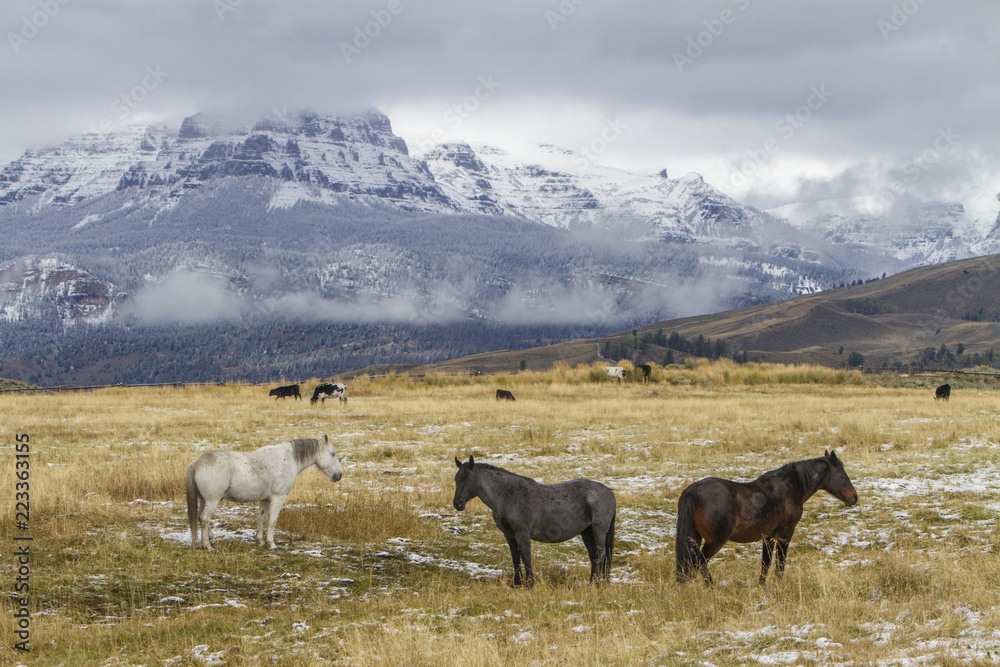 Wyoming ranch horses standing in grassy meadow, snow on mountains
