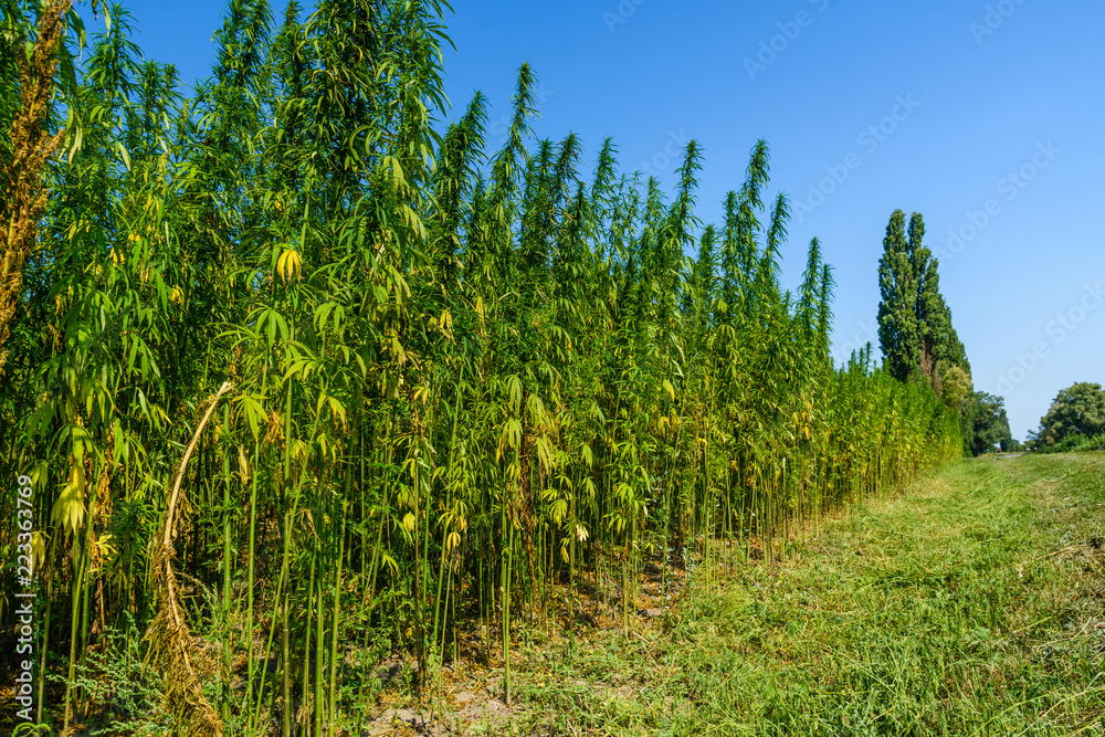 Field of the medical cannabis plant on summer Field of the medical cannabis plant on summer