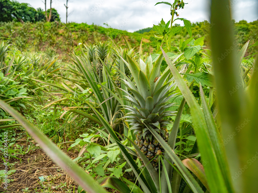 Obraz premium OLYMPUS DIGITAL CAMERA