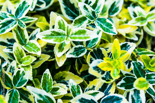 Young Plants on the rocks