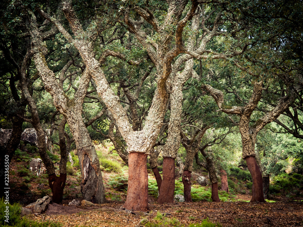 Fototapeta premium cork oaks in the andalusian countryside. 