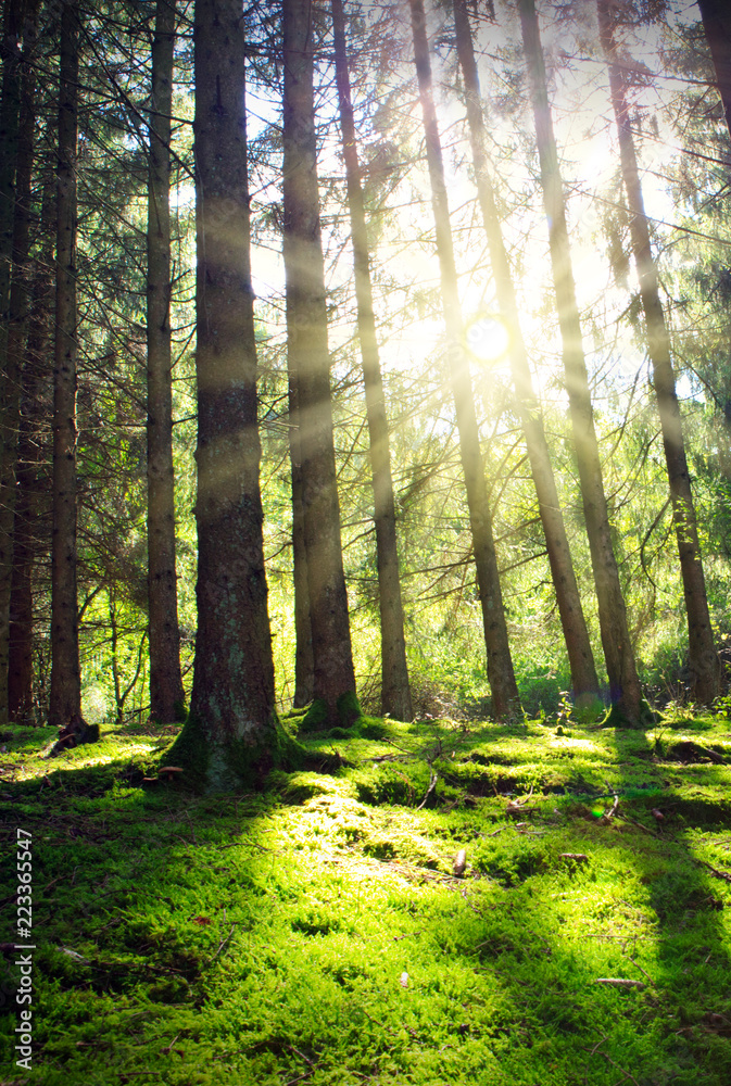 Sun shines through the trees in the pine forest.