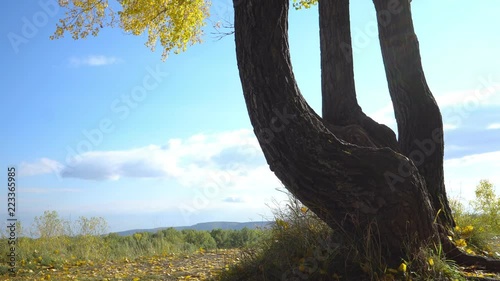 crooked tree in the forest