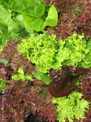Green and red pick lettuce background for use in salad meals