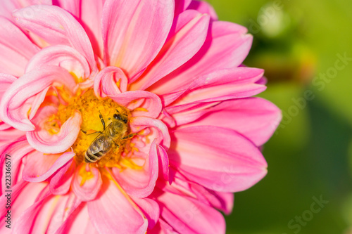 Fototapeta Naklejka Na Ścianę i Meble -  Pinke blühende Dahie (Asteracea) wird von Biene bestäubt.