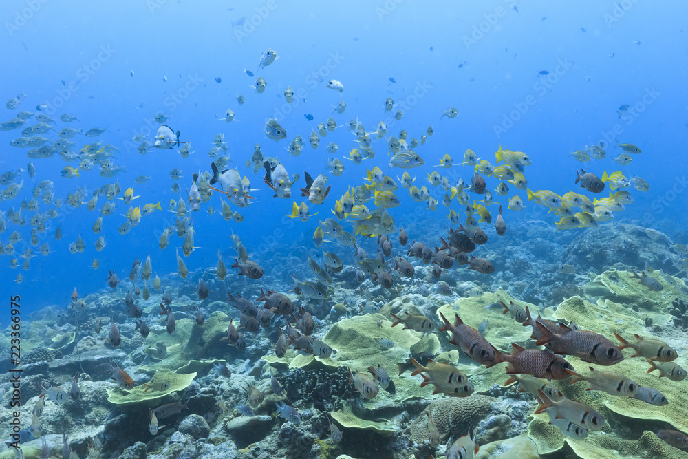 Fototapeta premium Palau Diving - A group of fish swimming towards the stream