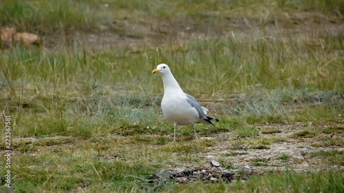 White gull on green grass