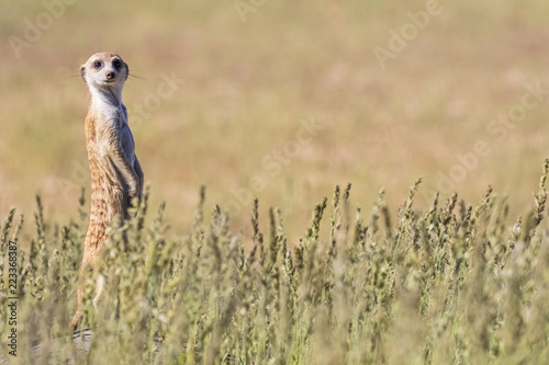 Botswana, Kgalagadi Transfrontier Park, Kalahari, Meerkat watching, Suricata suricatta photo