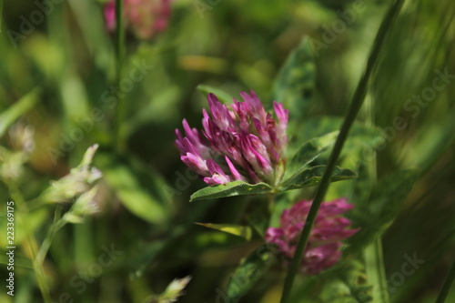 pink flower