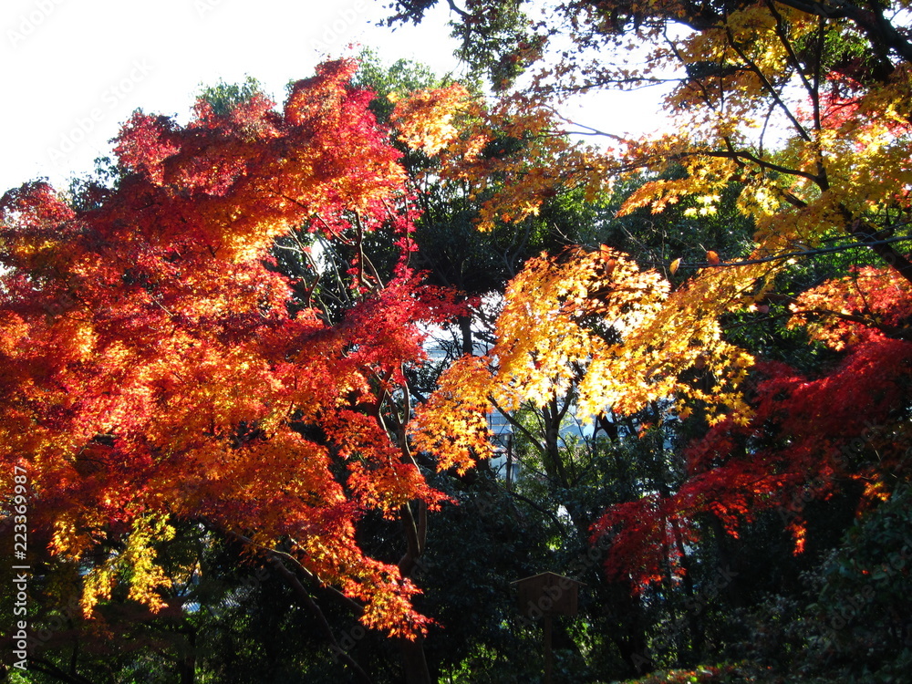 紅葉