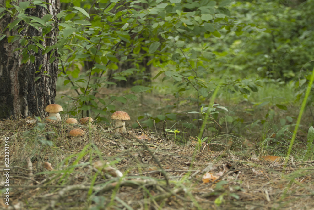 Beautiful fresh edible mushrooms, porcini mushrooms in the woods. Family of Boletus Porcini mushroom surrounded by plants is on a forest floor Beautiful fresh edible mushrooms, porcini mushrooms in the woods. Family of Boletus Porcini mushroom surrounded by plants is on a forest floor