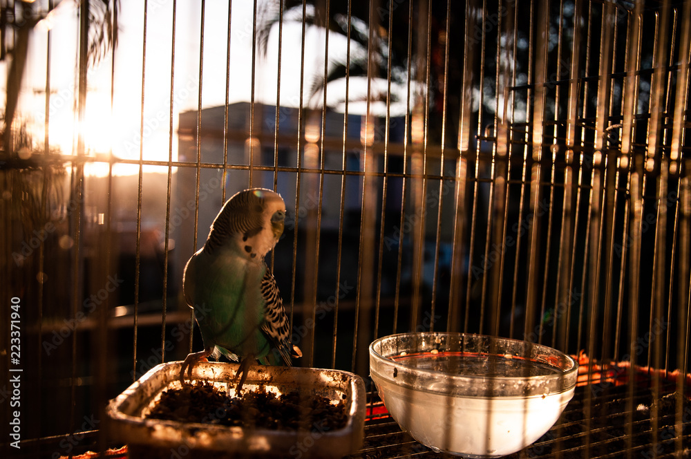 bird, bird in jail, bird in the sun, sun, sunset, bird sunset, bird