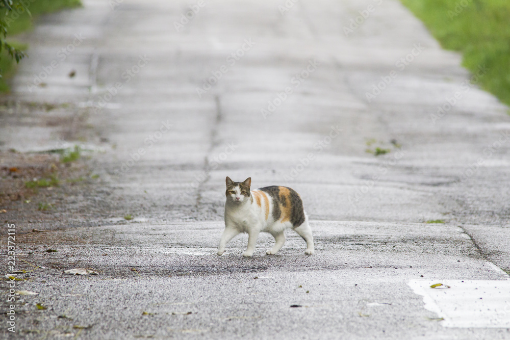 Fototapeta premium A tabby domestic cat walking at a wet street