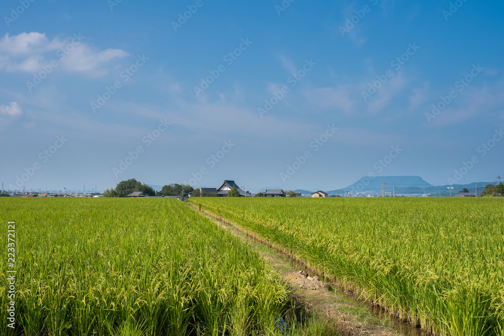 Fototapeta premium 稲 遠方に屋島(香川県三木町)