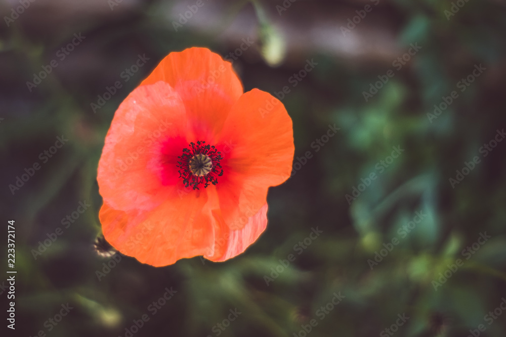 Coquelicot Coquelicot