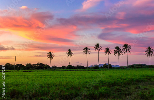 sunset over the palm trees