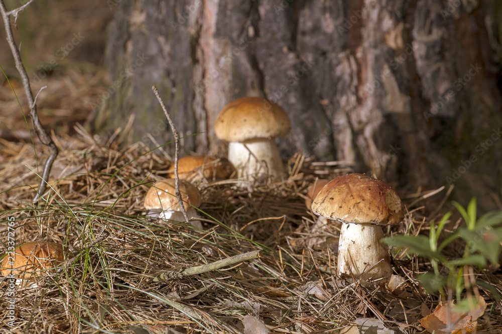 Beautiful fresh edible mushrooms, porcini mushrooms in the woods. Family of Boletus Porcini mushroom surrounded by plants is on a forest floor Beautiful fresh edible mushrooms, porcini mushrooms in the woods. Family of Boletus Porcini mushroom surrounded by plants is on a forest floor
