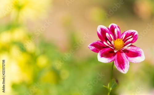 Fototapeta Naklejka Na Ścianę i Meble -  Rode Halskrausendahlie (Asteracea) blüht in der Morgensonne.
