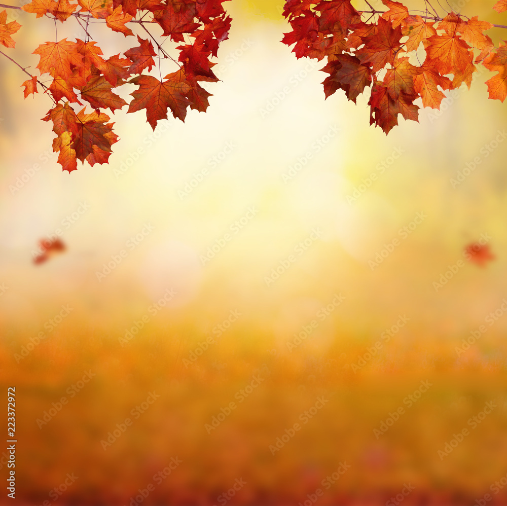 Beautiful autumn landscape with yellow trees and sun. Colorful foliage in the park. Falling leaves natural background