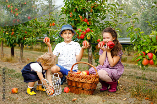 Portrait of two little girls and kid boy with red apples in organic orchard. Happy siblings, children, brother and sisters picking ripe fruits from trees and having fun. Family of three.
