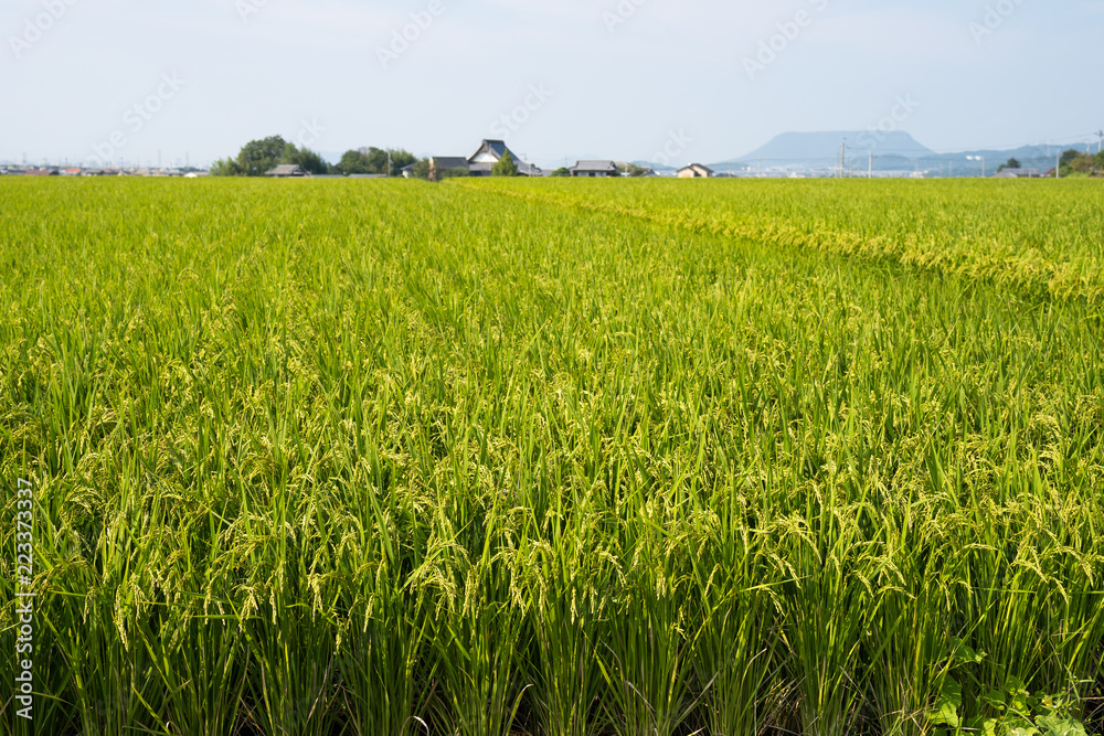 稲 遠方に屋島(香川県三木町) 稲 遠方に屋島(香川県三木町)