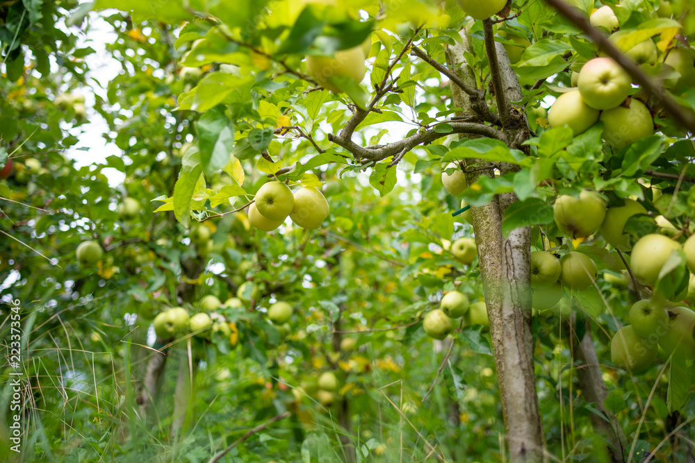 Frutteto di meli con rami carichi di mele gialle