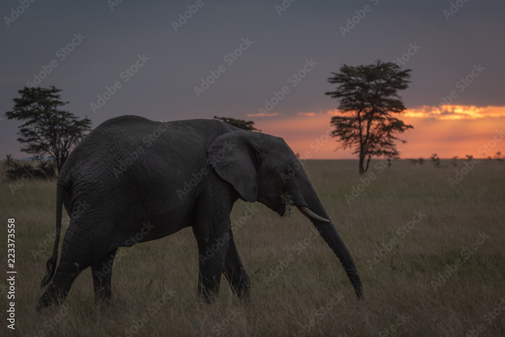 Fototapeta premium African elephant walks at sunset chewing branch
