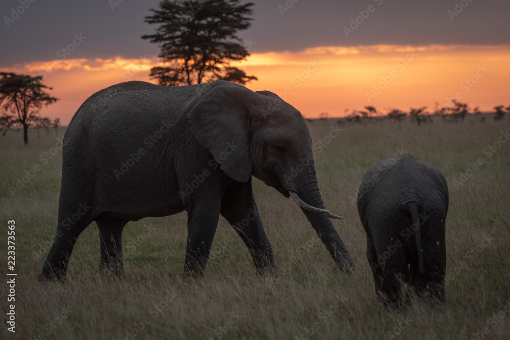 Fototapeta premium African elephant walks towards calf at sunset