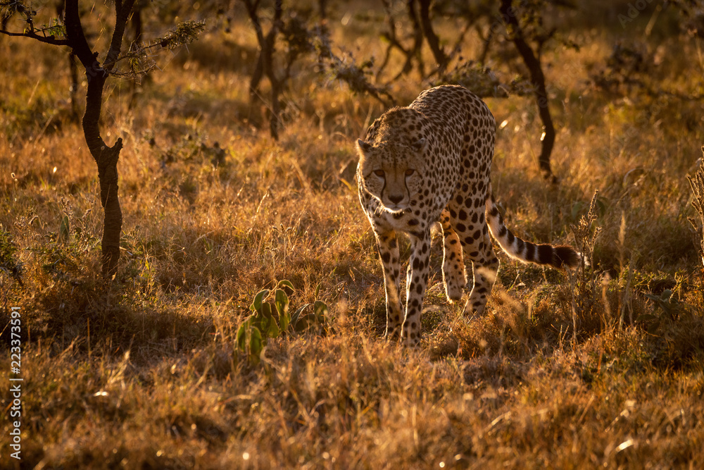 Obraz premium Backlit cheetah walking towards camera at sunset