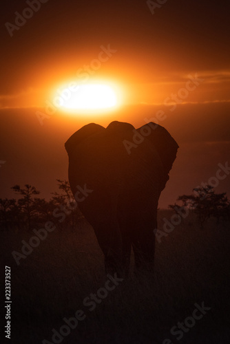 African elephant in grass silhouetted at sunset © Nick Dale