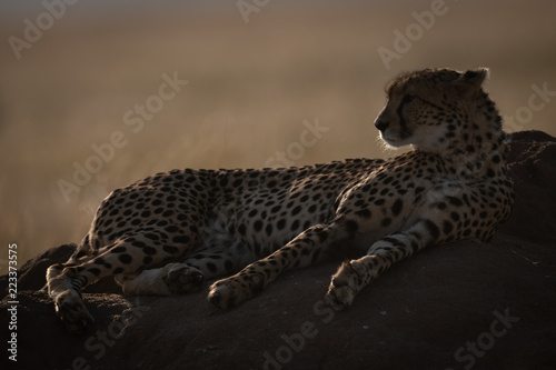 Backlit cheetah lying on mound looking left