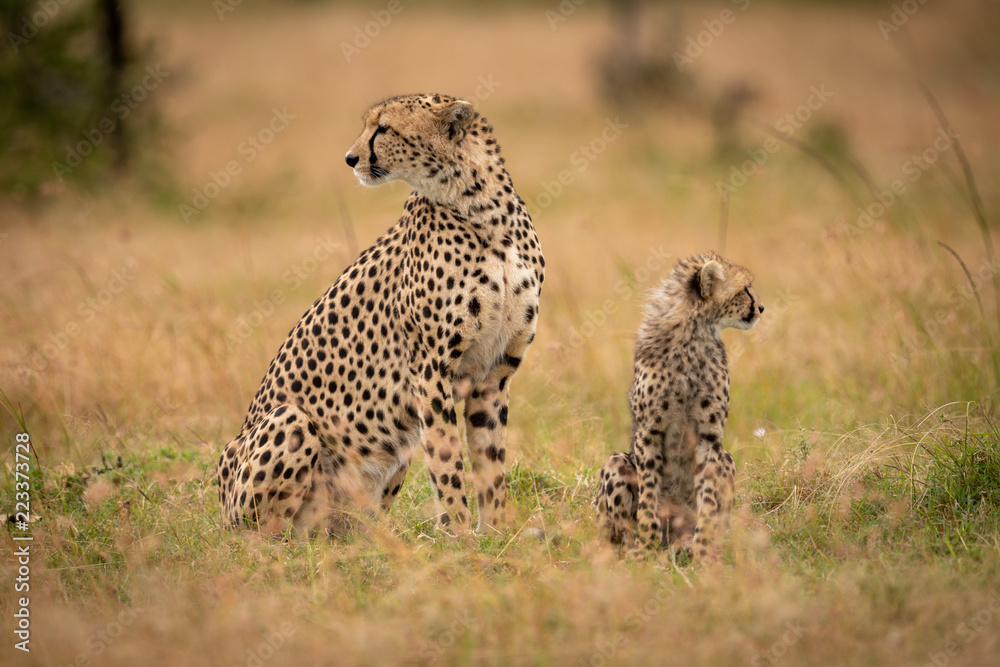 Cheetah and cub sit together in savannah Cheetah and cub sit together in savannah