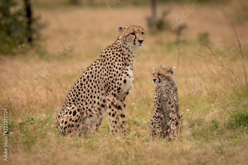 Cheetah and cub sit together in grass