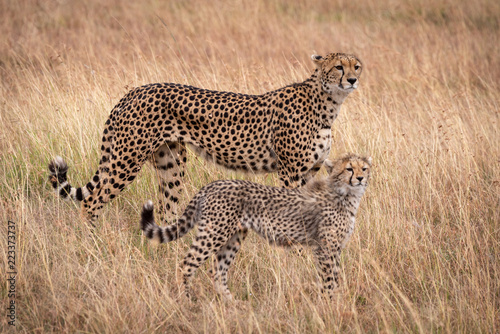 Cheetah and cub stand mirroring each other
