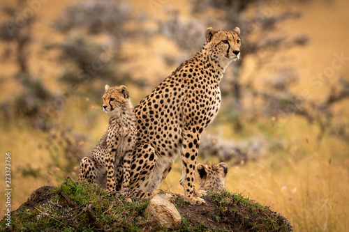 Cheetah and cubs sitting on grassy mound photo