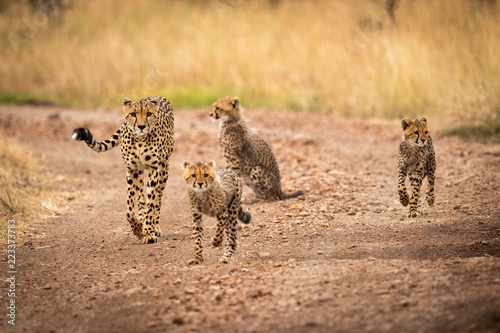 Cheetah and three cubs walking down track