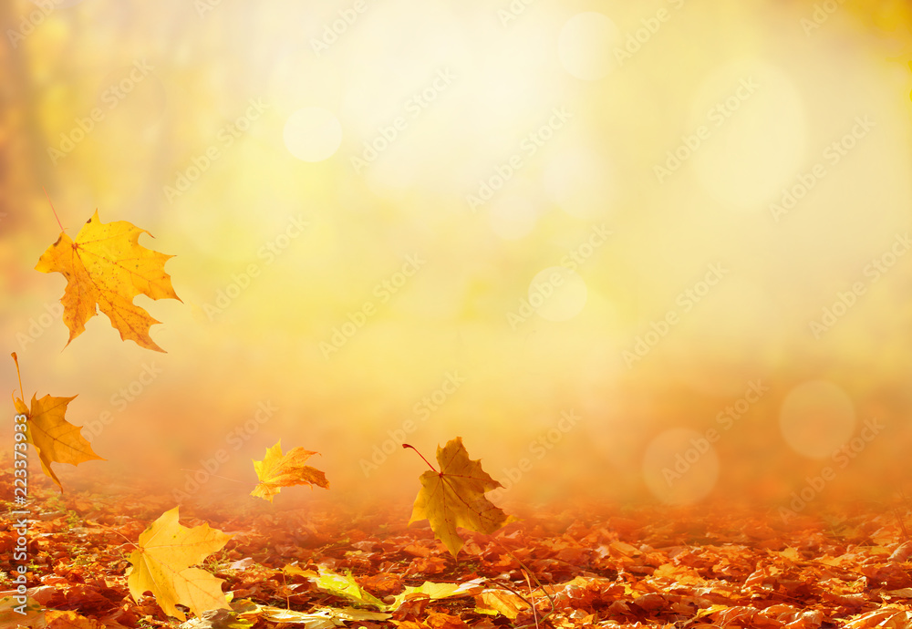 Obraz premium Piękny jesienny krajobraz z żółtymi drzewami i słońcem. Kolorowe liście w parku. Spadające liście naturalne tło