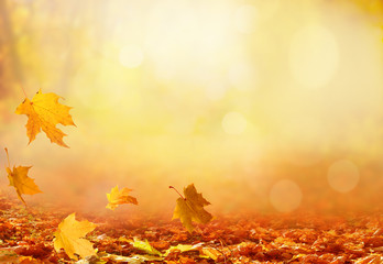 Wandcirkels Herfst Gele herfstbomen met zonnestralen park  © Lilya
