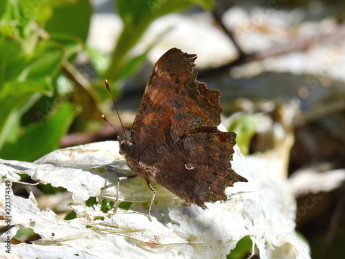 Brown Comma butterfly Polygonia c-album sitting on the ground