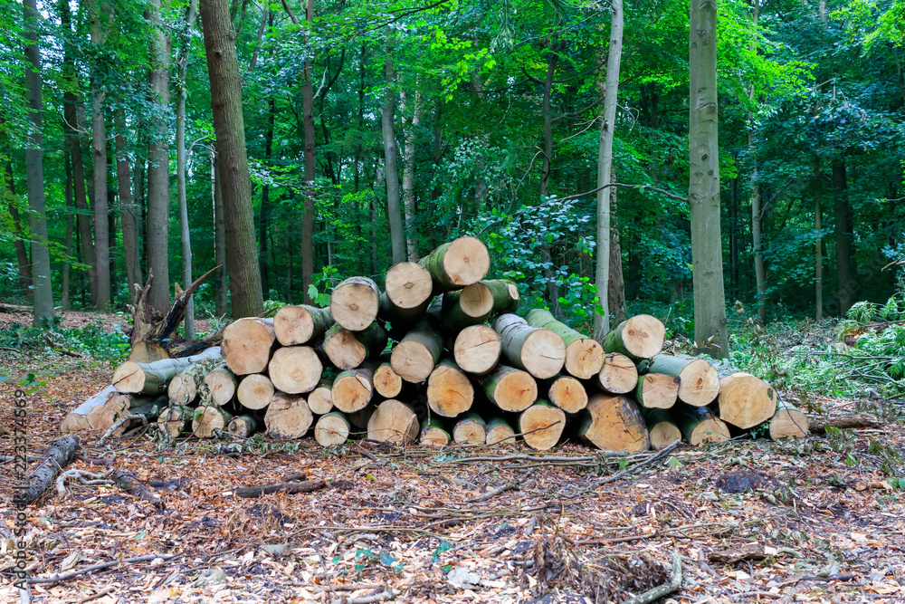 Wood Logs in Forest