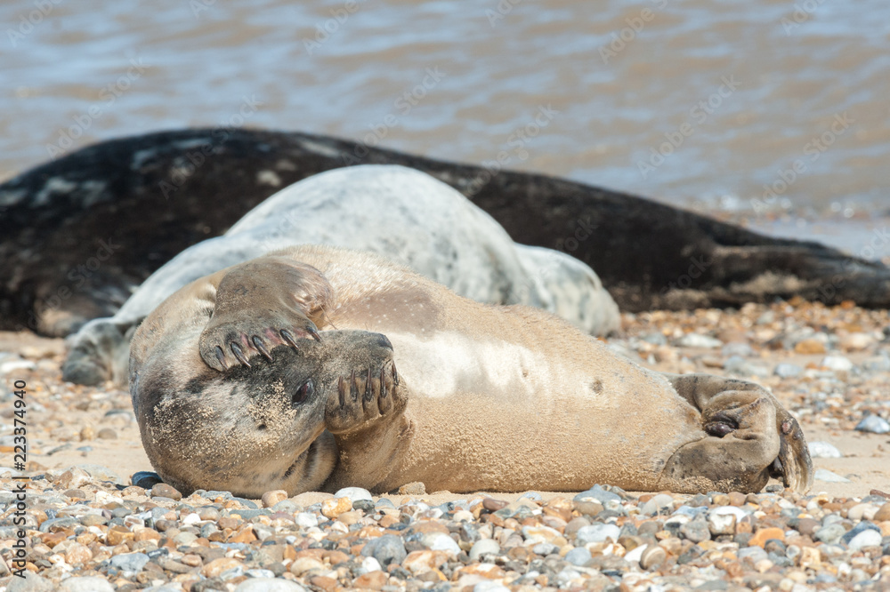 Obraz premium seal on a beach with a shy expression