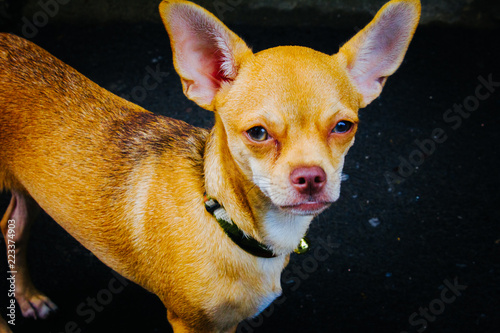 Closeup of Chihuahua